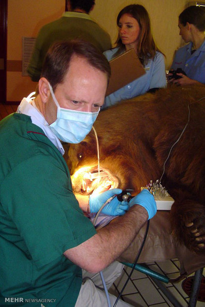 فعالیت‌های «دکتر گرهارد استینکمپ» دندانپزشک حیوانات + تصاویر