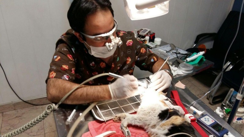گفت‌وگو با نخستین دندانپزشک حیوانات در ایران