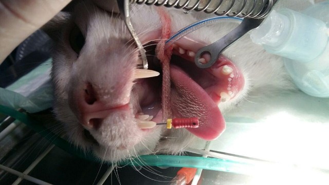 گفت‌وگو با نخستین دندانپزشک حیوانات در ایران
