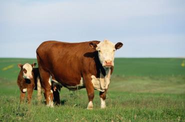 مضرات گرما و رطوبت بالا در تولیدمثل گاو