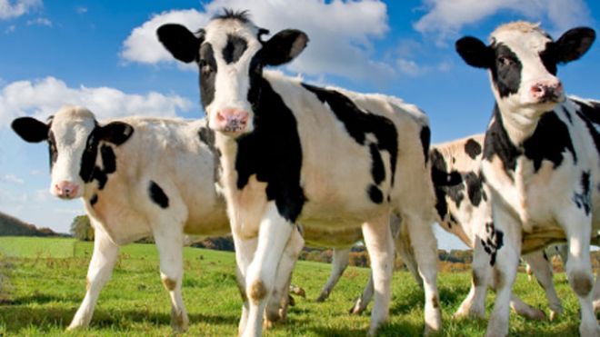 کنسانتره های انرژی دار در تغذیه گاو شیری