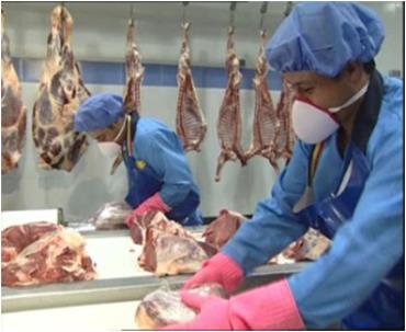 راه های پیشگیری بروسلوز برای کارگران بسته بندی گوشت
