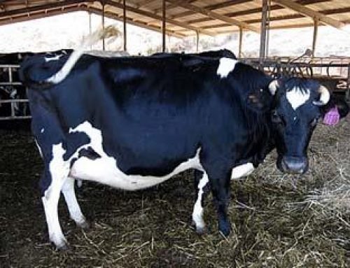 تاثیر هورمون رشد بر تولید شیر گاو