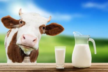 قانون های برای تغذیه گاو های شیری