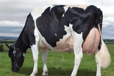 قانون های برای تغذیه گاو های شیری