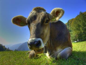 افزایش مقدار شیر گاو با پودر سبز