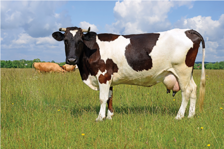 تولید شیر مغذی تر در گاوهای شاد