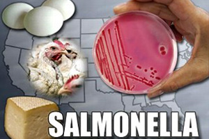 مهمترین عامل آلودگی تخم مرغ را باکتری سالمونلا است