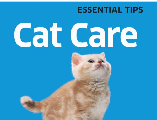 کتاب 101Essential Tips: Cat Care