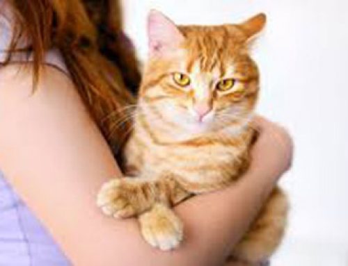 انواع بیماری های گربه و راه های پیشگیری از بیماری اهای بین گربه ها