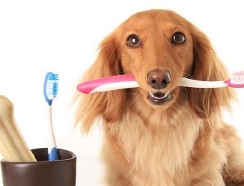 درباره بهداشت و هزینه ترمیم دندان سگ و نحوه انجام دادن این کار